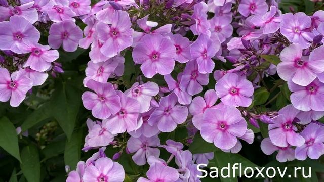 Флокс Садовое Кольцо моей селекции смотреть онлайн