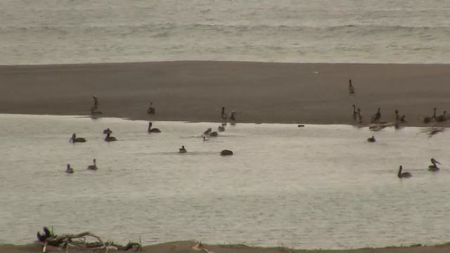 Pelicans Bathing, Fresh Water. Пеликаны купаются в пресной воде (2068sp) смотреть онлайн