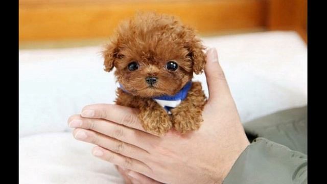 Уход за той пуделем.??? Собачка размером с игрушку смотреть онлайн