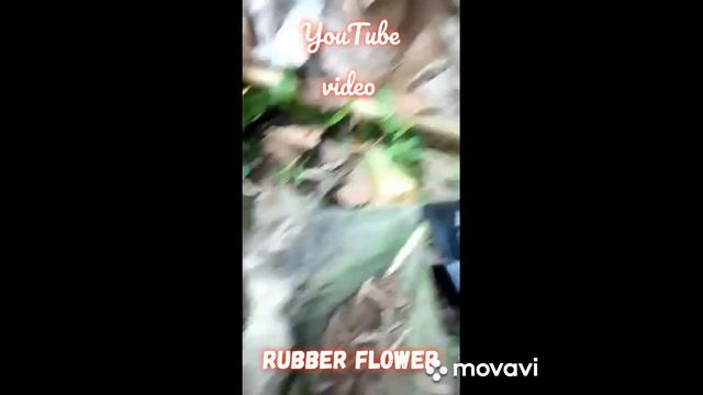 Red Sheath On Ficus: Rubber Plant Flower смотреть онлайн