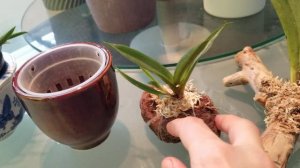 Немного о Толумниях. Полив, уход. Посадка.