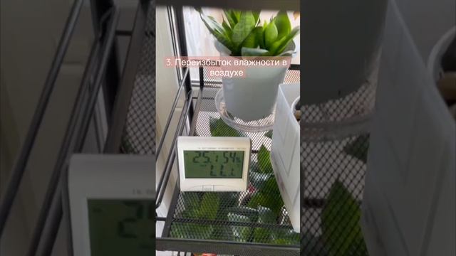 13. Тайна липких капель на листьях и цветоносе орхидеи #ОрхидейнаяАзбука #ОрхидеиДляНачинающих смотреть онлайн