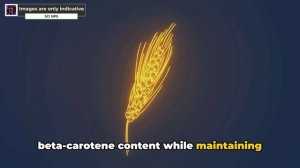 GMO Crops: The Enigma of Modern Agriculture | Science behind Pros and Cons