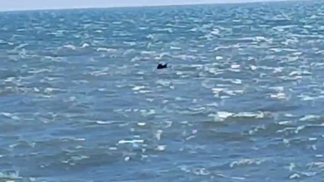 RSAC - Долгая счастливая жизнь (Г.О. Cover)