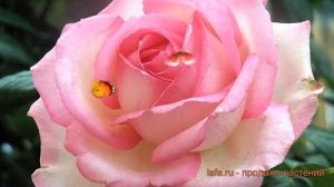 Роза чайно-гибридная Мейян Оноре де Бальзак ? обзор: как сажать, саженцы розы Мейян Оноре де Бальза