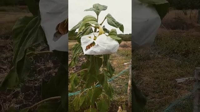 Подсолнухи в пакетах. Можно ли смотреть онлайн