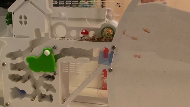 Формикарий. Заселение муравьев день 2