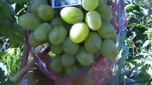 Виноград Богатяновский