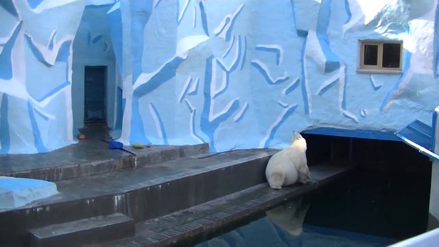 09. Новосибирский зоопарк. Белые медведи. смотреть онлайн