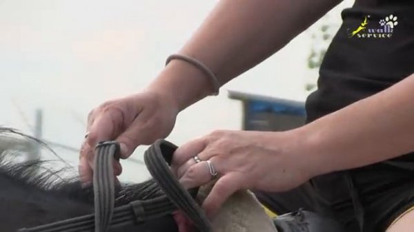 ВЕРХОВАЯ ЕЗДА c нуля