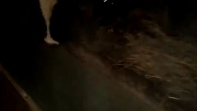 Кормление быков и телят гранулированным сено смотреть онлайн