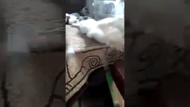 Maine Coon Cherry Hill cattery (питомник) смотреть онлайн