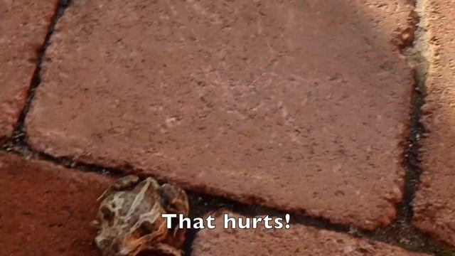 The Angry Frog - Prequel смотреть онлайн