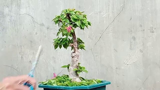 Trimming 21 jewels bougainvillea mini bonsai смотреть онлайн