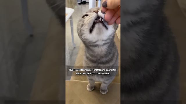 Мужчин или женщин любят кошки? смотреть онлайн