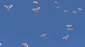 Сергей Гребенников. Голос.