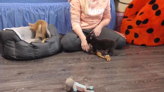 Щенки ЧИХУАХУА 2 месяца @ САМЫЕ Игривые смотреть онлайн