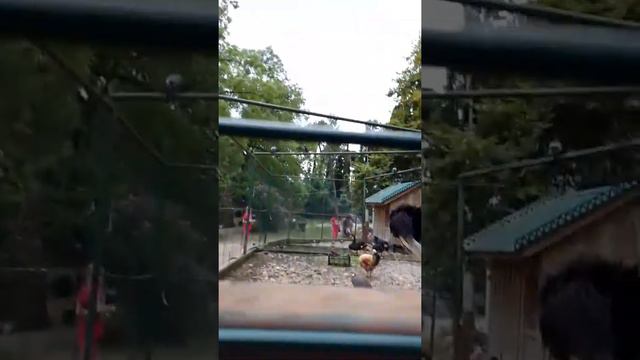 страус встал смотреть онлайн