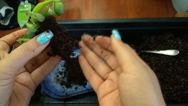 Непентес из магазина: пересадка в свежий грунт, уход.  .