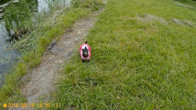 Прогулка по парку Дендрарий (Кишинёва)/ Осторожно цветы./ смотреть онлайн