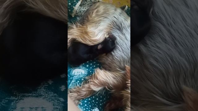 Где я не стану приобретать щенка. Как найти честного продавца🤔 смотреть онлайн