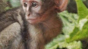 Яванская макака или макака-крабоед