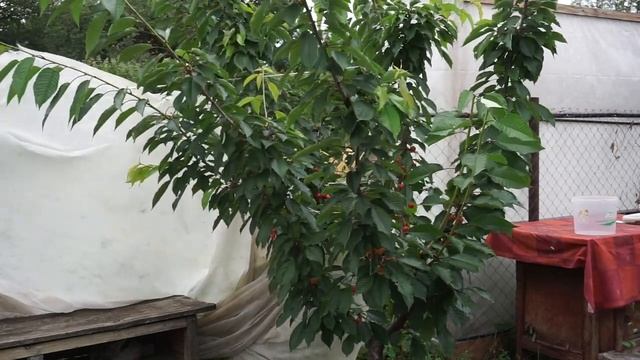 Урожай черешни с куста KGB смотреть онлайн