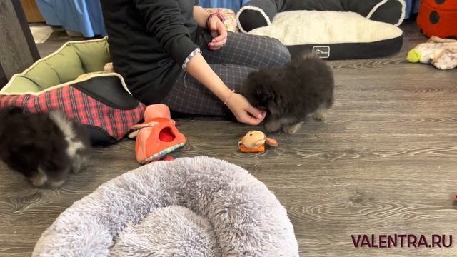 Мини ШПИЦ.Чёрно-подпалые щенки Померанского ШПИЦА. У нас можно купить щенка шпица- медвежонка.Shpit смотреть онлайн