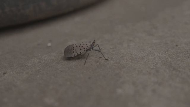 Black Magic Pocket Camera 6k Pro Footage смотреть онлайн