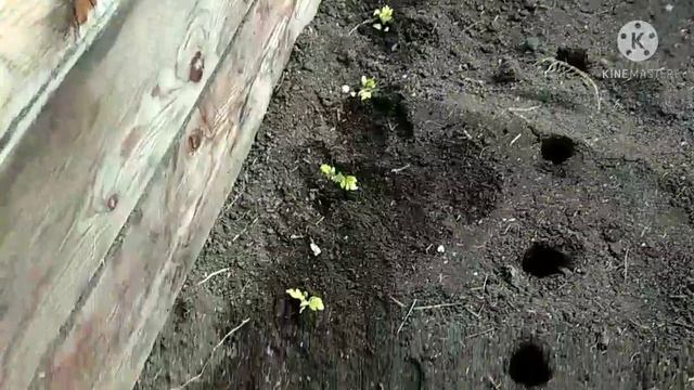 Реанимируем рассаду томатов.