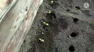 Реанимируем рассаду томатов.