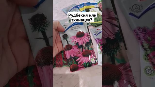 Рудбекия или эхинацея? смотреть онлайн
