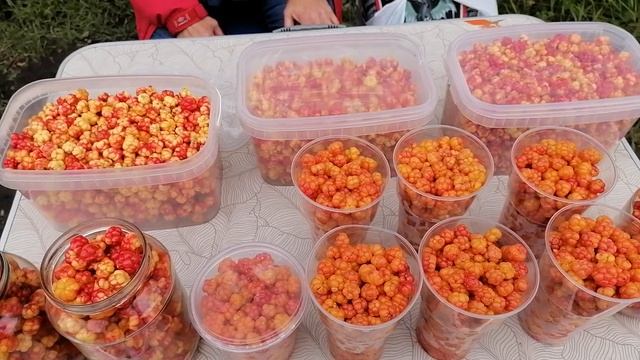 Морошка вкусная дорогая северная ягода. смотреть онлайн