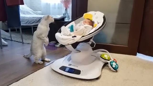 Кот кончает коляску смотреть онлайн