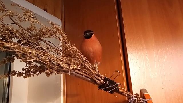 Снегирь ест ясень смотреть онлайн