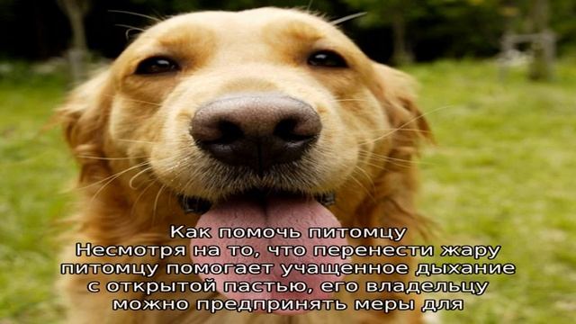 Почему в жару собака высовывает язык смотреть онлайн