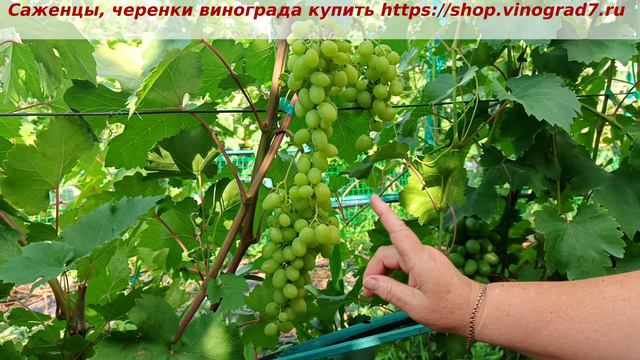 Парад окрашивания ультраранних ГФ винограда 2 июля 2024 года. ГФ винограда Самородок смотреть онлайн