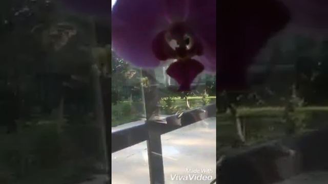 orquideas en agua y luz natural смотреть онлайн