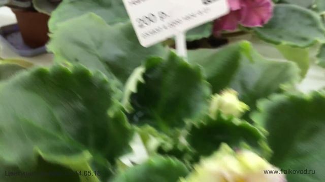 Фиалки, продающиеся 14.05.18 в магазине "Фиалковод" у м. "Алексеевская" смотреть онлайн