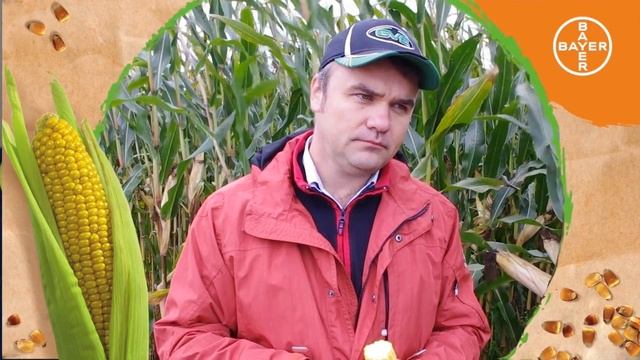 Интервью по эффективности применения гербицидов на кукурузе в Калининградской области в 2015 году смотреть онлайн