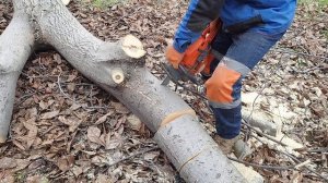 Husky 550 xp in action.Бензопила Хускварна 550 хр в деле