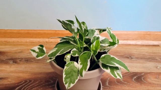 UPDATE Pothos Pearls and Jade Part 003 | Plant Vlog 220 смотреть онлайн