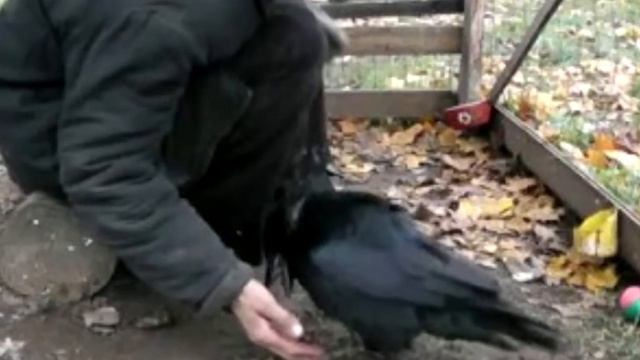 Мужчина расплакался, когда увидел, что принес ему ворон! Это надо видеть! смотреть онлайн