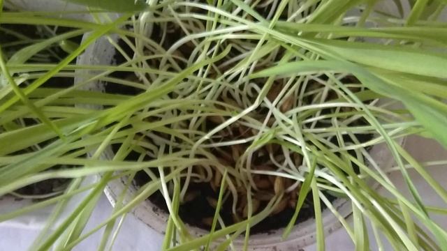 Ремонтный Шик