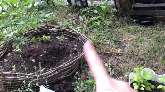 Высаживаю черенки петунии смотреть онлайн