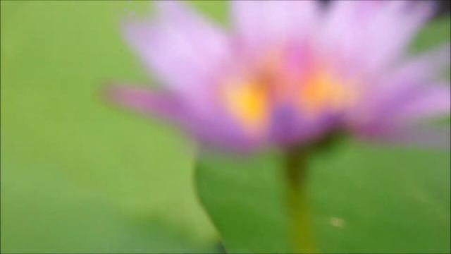 Сиреневые и голубые кувшинки, которые можно посадить к себе, цветут в пруду смотреть онлайн