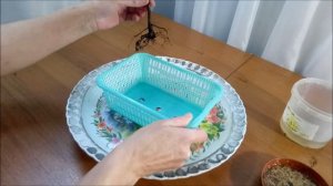 Фикус Али/Ficus binnendijkii 'Alii' #1 январь 2022 #FicusBinnendijkiiAlii #bonsai   #BonsaiNaBalkon
