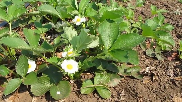 земляничный клещ смотреть онлайн