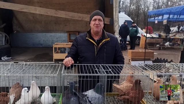 Ярмарка голубей, декоративных птиц и животных! смотреть онлайн