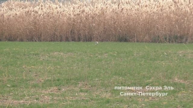 Охота с борзой Тазы смотреть онлайн